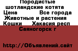 Породистые шотландские котята. › Цена ­ 5 000 - Все города Животные и растения » Кошки   . Хакасия респ.,Саяногорск г.